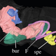 Illustration for article titled Youre Looking at an Insect Penis Inside its Mate